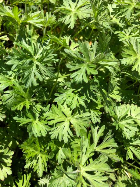 istock green plant in the garden 1390340616