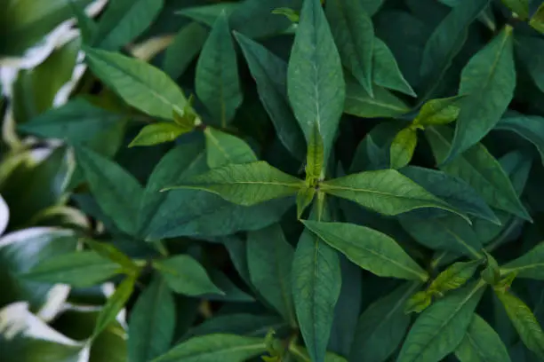 Photo of Top view phlox leaves close-up dark green. Background leaves, leaf texture