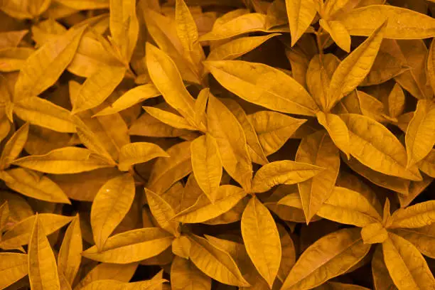 Photo of Phlox leaves are orange in close-up. Background leaves, leaf texture