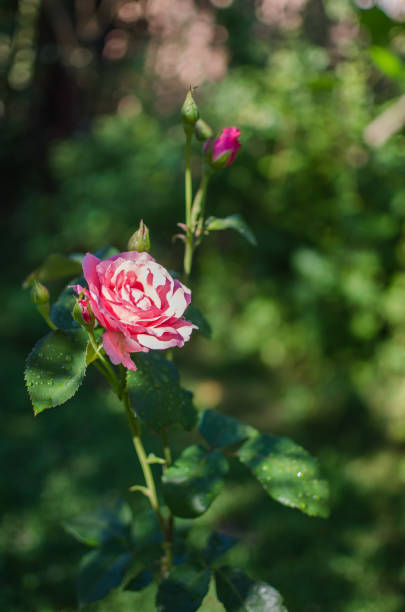 istock Beautiful fresh roses grow outdoors in the summer 1390342238
