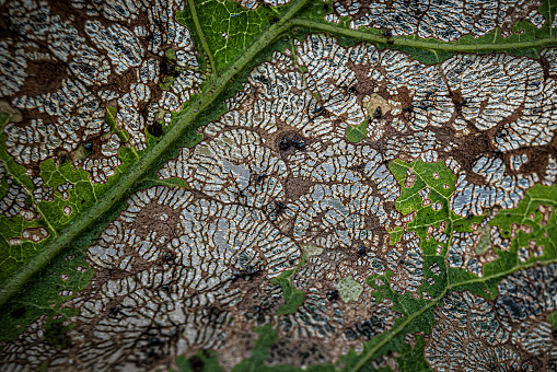 dry leaf texture
