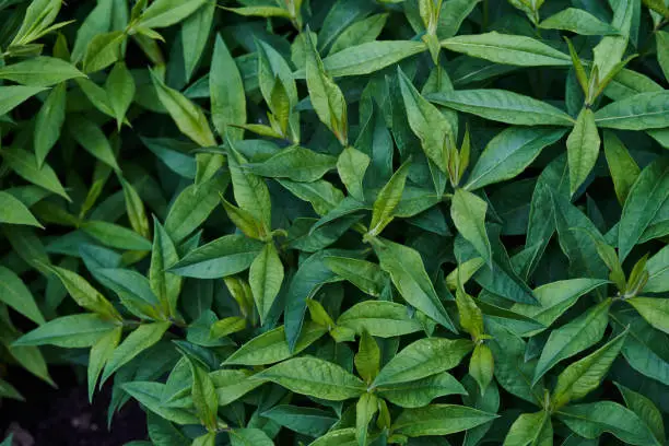 Photo of Background leaves. The leaves of the phlox are dark green