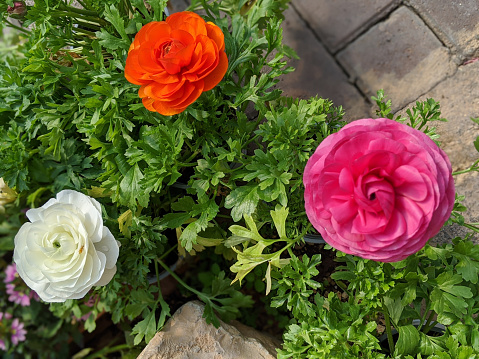 Persian buttercup ranunculus flower white orange and pink flowers blooming