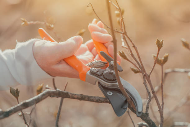 istock Female gardener cutting branches in cherry fruit orchard with pruning shears 1390343485