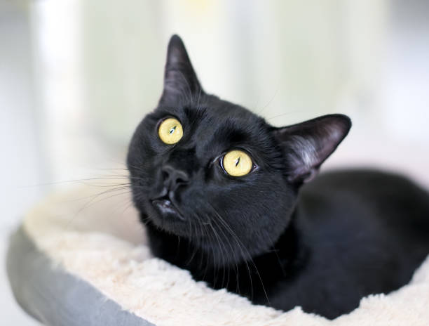 istock A wide eyed black cat with constricted pupils 1390343492
