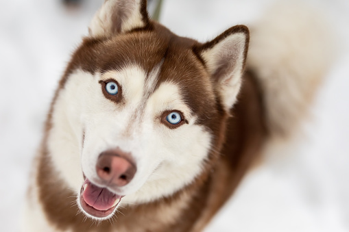 close-up portrait of a husky dog