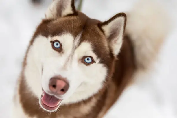 Photo of close-up portrait of a husky dog