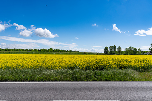 Road in front of an oilseed rape field with cloudy blue sky