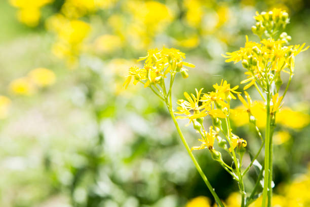 istock Bright yellow wildflowers. 1390344941