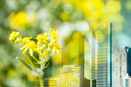 Bright yellow wildflowers.  Urban city towers in background.