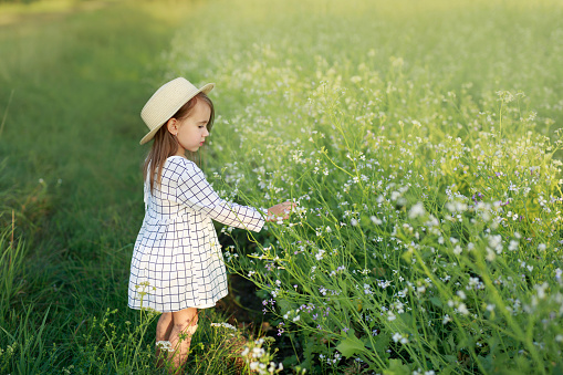 A little girl in a braided hat and a checkered white dress stands picking a flower in a field with blooming agricultural plants. Spring flowering season. Beautiful Nature around us.