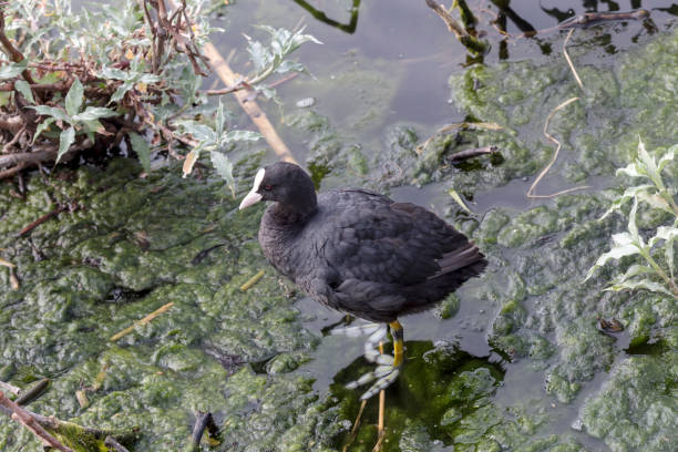 istock Coot (Fulica atra) sits on a branch close-up on the lake 1390345766