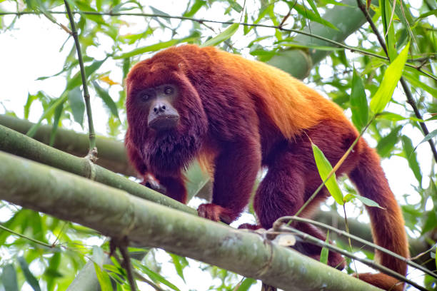 istock Howler monkey (alouatta seniculus) crossing over a bamboo forest in the Colombian mountains 1390347013