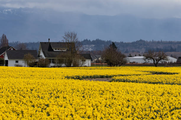 istock Daffodils Blooming in Skagit Valley Washington in Early Spring 1390347026