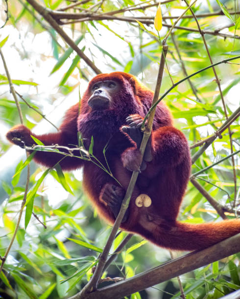 istock Alouatta seniculus. Howler monkey sitting on a bamboo branch with testicles exposed and looking upwards 1390347080