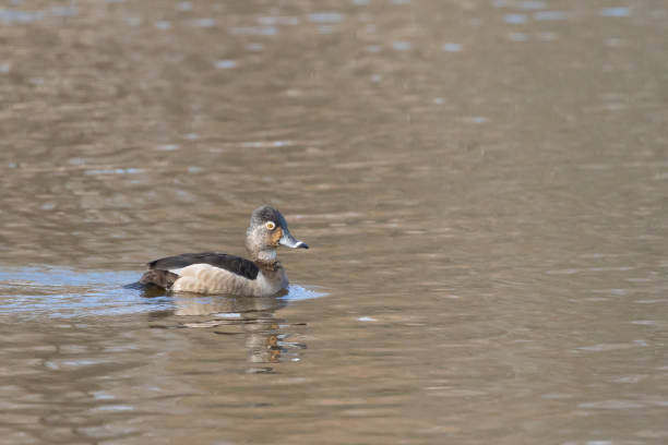 istock Female Ring-Necked Duck Swimming in Morning Light 1390347111