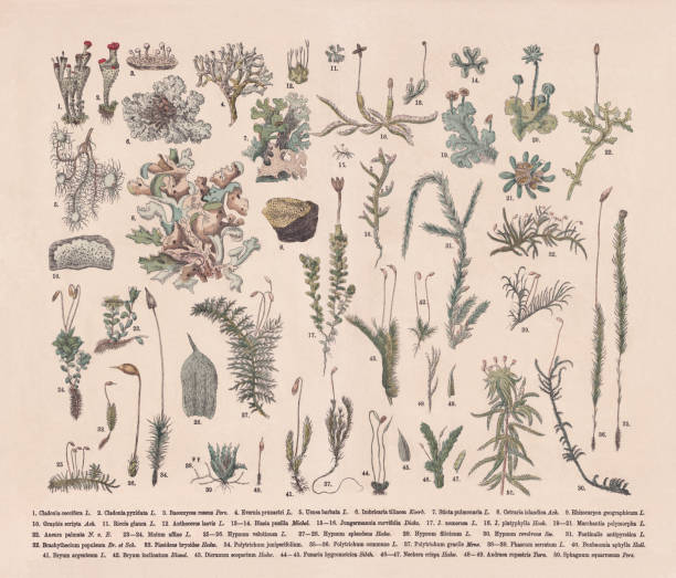 이끼류와 이끼류, 손으로 채색 한 나무 조각, 1887 년에 출판 - sphagnum stock illustrations