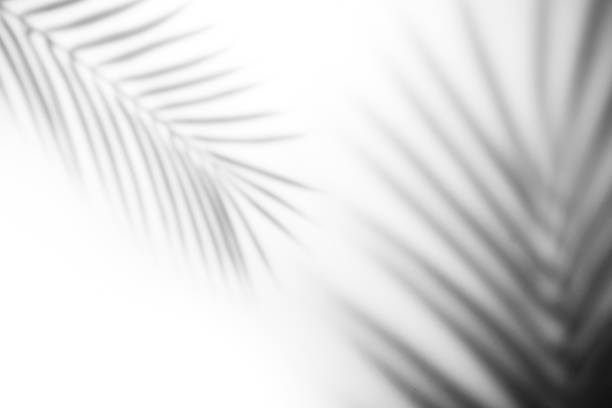 istock The shadow of a palm leaf against a white wall. 1390348819