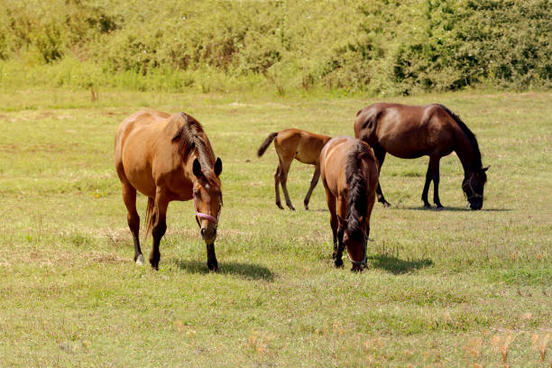 istock Herd of horses grazing on a mountain meadow (Epirus, Greece). 1390349191