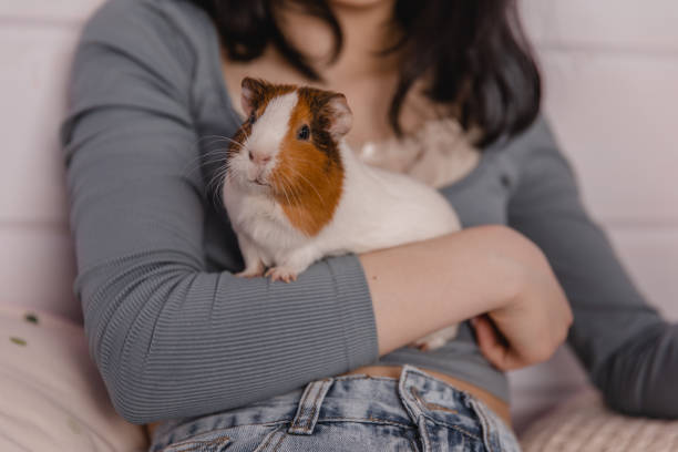 cobaia fofa nos braços da menina, criança e conceito animal - porquinho da índia - fotografias e filmes do acervo