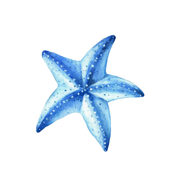 blue starfish. underwater life object isolated on white background. hand drawn watercolor illustration. - denizyıldızı illüstrasyonlar stock illustrations