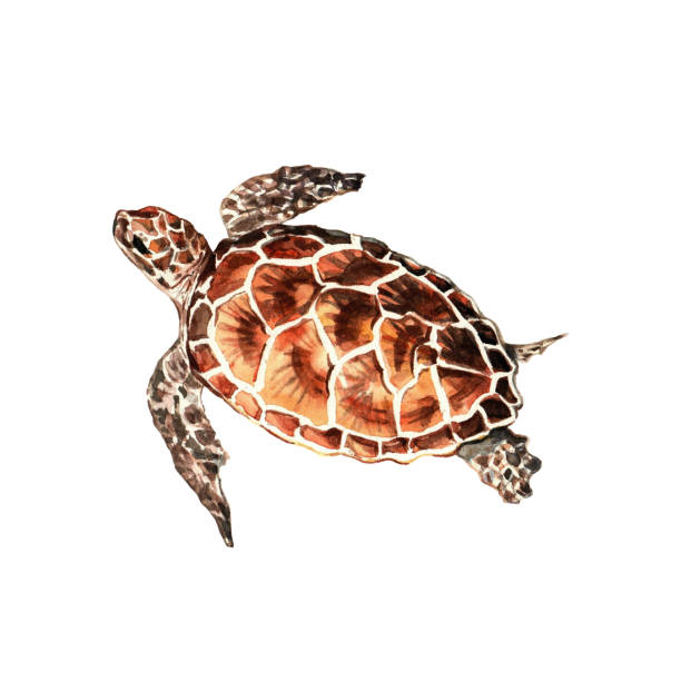 istock Sea turtle. Marine animal. Underwater life object isolated on white background. Hand drawn watercolor illustration. Clip art. Can be used for posters, T-shirts, textile souvenirs, ceramic souvenirs, labels, websites, postcards, stickers, calendars, flyers 1390351340
