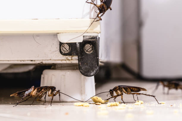 istock cockroach infestation inside a kitchen, dirt attracting insects indoors, urban pest 1390351400