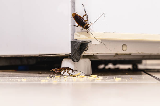 kakerlakenbefall in einer küche, schmutzigem kühlschrank und unhygienischer küche. insekten- oder schädlingsprobleme in innenräumen - schädling stock-fotos und bilder