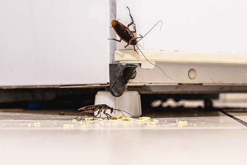 infestación de cucarachas dentro de una cocina, nevera sucia y cocina antihigiénica. Problemas de insectos o plagas en interiores photo