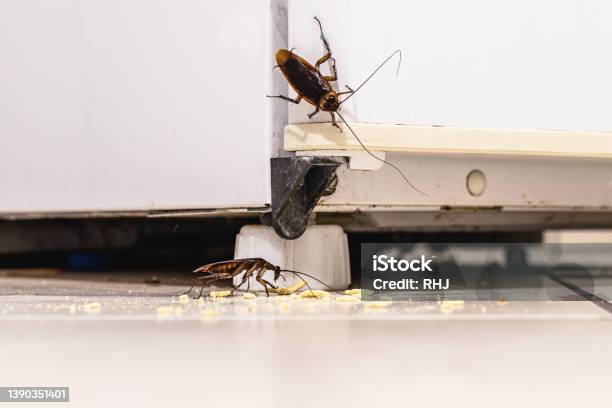 Cockroach Infestation Inside A Kitchen Dirty Fridge And Unhygienic Kitchen Insect Or Pest Problems Indoors Stock Photo - Download Image Now