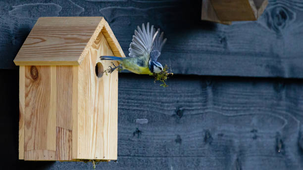 eurasian blue tit in flight, leaving a wooden nesting box - birdhouse imagens e fotografias de stock