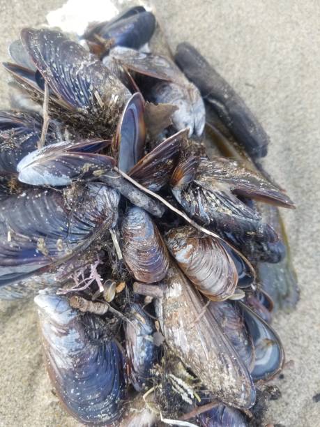 istock Mussels on the Sand 1390354068