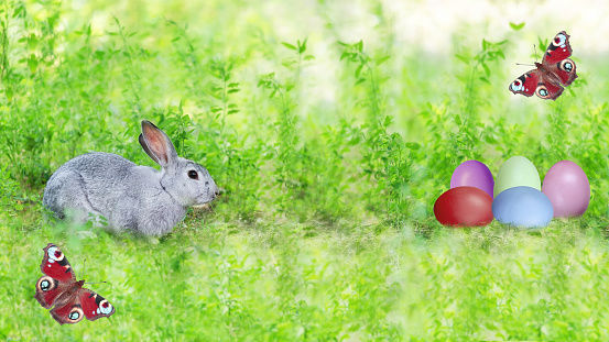 Grey rabbit, Easter eggs in green grass and butterflies on a defocused natural background. Selective focus, the concept of Easter