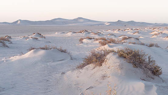 Doha, Qatar- March 11,2022 : plants grown on top small dune mountains at sealine .