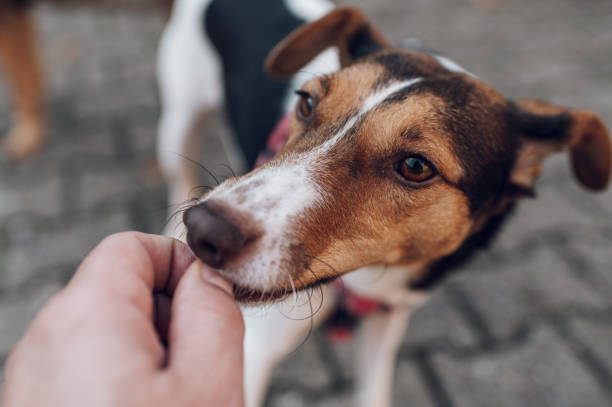 istock Mixed breed dog wearing harness 1390363013
