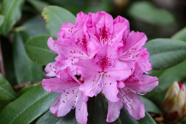 istock Blooming Bright Pink Rhododendron Plant 1390363058