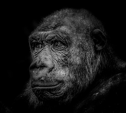 Black and white photo of a gorilla against a black background.