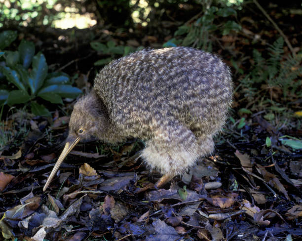 little spotted kiwi bird . New Zealand flightless  little spotted kiwi bird . mini kiwi stock pictures, royalty-free photos & images