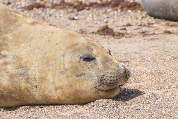istock Elephant seal on beach close up, Patagonia, Argentina 1390365049