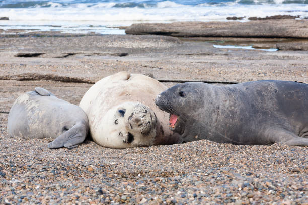 istock Elephant seals on beach close up, Patagonia, Argentina 1390371207
