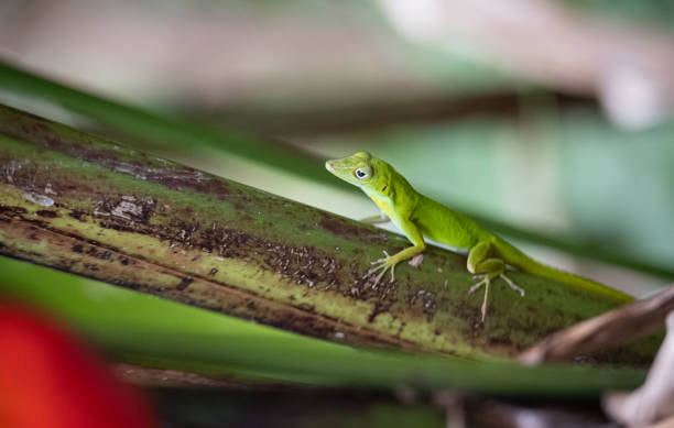 Green Anole in the Jungle stock photo