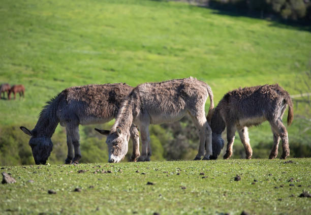 istock Three furry cute donkeys graze on a green meadow landscape 1390377486