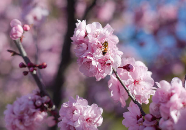 Pink cherry blossoms and bees.