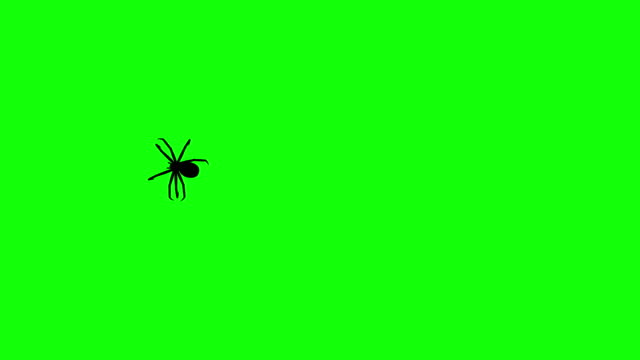 Spider on green screen, CG animated silhouette, seamless loop