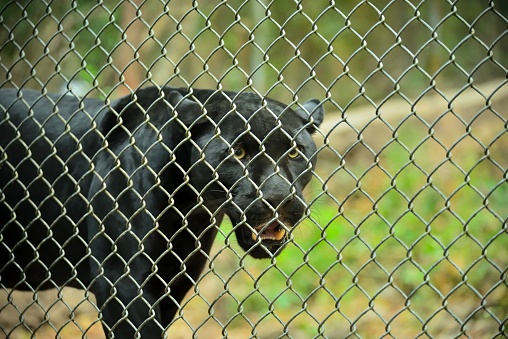 A captive Black Jaguar prowling the fence of a wildlife reserve in Chiapas, Mexico has that lean and hungry look