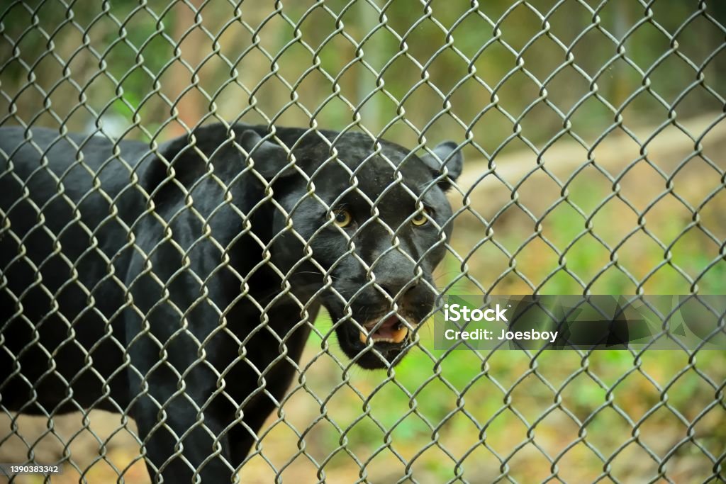 Black Jaguar in Chiapas Mexico - II A captive Black Jaguar prowling the fence of a wildlife reserve in Chiapas, Mexico has that lean and hungry look Jaguar - Cat Stock Photo