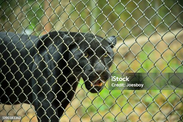 Black Jaguar In Chiapas Mexico Ii Stock Photo - Download Image Now - Jaguar - Cat, Animals In Captivity, Animal