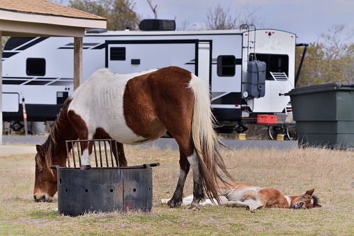 An Assateague mare with her foal taking a break from the tourist campers in the assateague island national seashore on a late spring morning