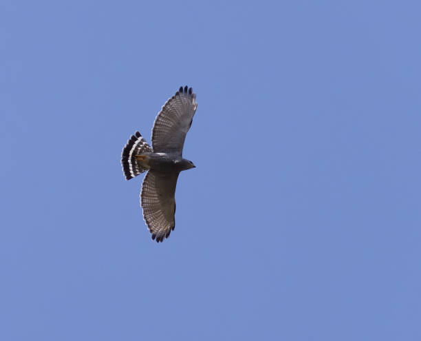 istock Gray Hawk Flyover in Chiapas Mexico 1390383462