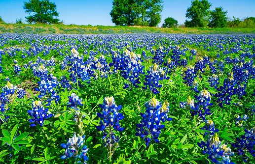 A Sunny morning in a huge Wildflower Patch in Spring Time outside of Austin in a suburb Town of Manor, Texas , USA